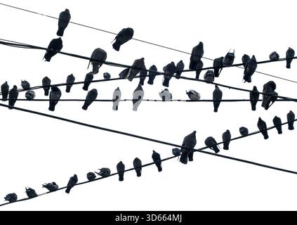 A flock of feral pigeons at rest resting on power lines in Vienna. In front of Wien Mitte shopping mall and station. Stock Photo