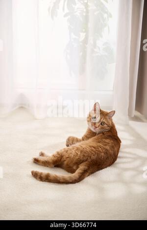 A ginger tabby cat lies in forest grass near the base of a tree. The shaded setting shows a calm and quiet resting moment. Stock Photo