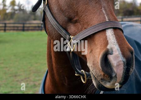 Closeup view of a brown leather horse bridle with paddock and green grass in the background, showing equestrian tack details outdoors Stock Photo