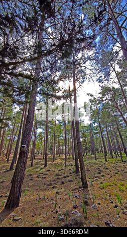 Low-angle view of tall, thin pine tree trunks reaching towards a bright sky through a dense forest canopy. Stock Photo