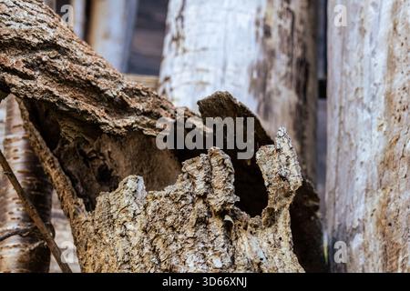 This photograph presents a detailed close-up of a weathered tree trunk. The trunk is characterized by its rough, textured bark, displaying a range of Stock Photo