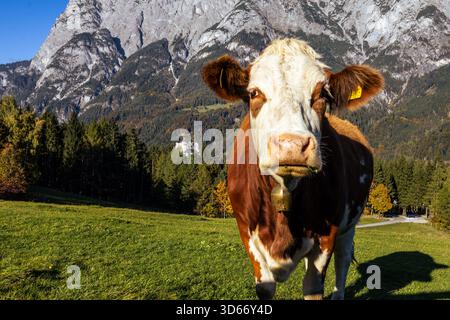 A close-up shot of a brown and white cow standing in a lush green field. The cow is facing the camera with a curious expression. In the background, a Stock Photo