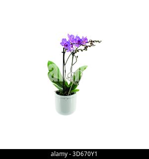 Colorful Phalaenopsis multiflora orchids in decorative ceramic pots isolated on white background. Close-up studio photograph of blooming indoor housep Stock Photo