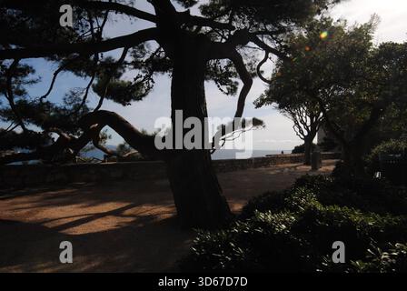 Old mediterranean pine in backlight on the seaside promenade at Krk giving scattered light Stock Photo