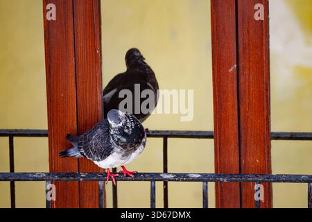 A photograph of a rock pigeon sitting with its head tucked in, appearing content, on a balcony railing. Its dark, rounded silhouette is reflected in t Stock Photo