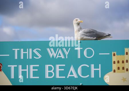 Leeds Castle, near Maidstone, Kent, UK. Herring Gull sitting on a sign "This Way To The Beach" (sandpit) Stock Photo