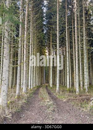 Dirt road in a spruce forest with high tree trunks Stock Photo
