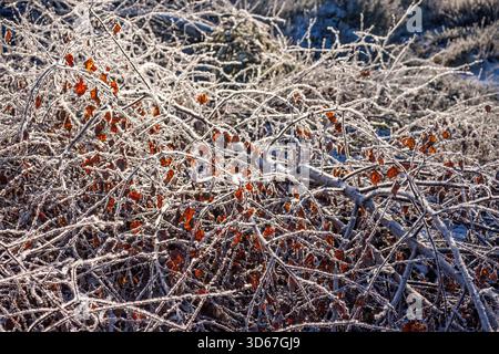 Hoarfrost on a fallen tree with autumn leaves Stock Photo