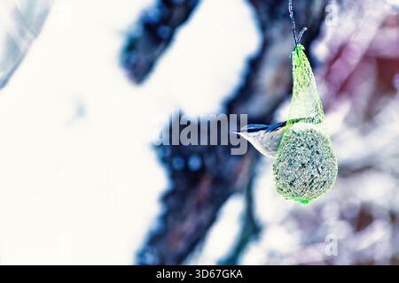 Nuthatch sitting on a bird feeder a winter day Stock Photo