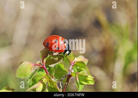 seven-spot ladybird, Coccinella septempunctata Stock Photo