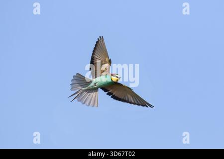 European Bee-eater, Merops apiaster, adult bird in flight, Saxony, Germany Stock Photo