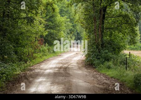 A beautiful, winding gravel road surrounded by lush, dense greenery. Vibrant greenery. The road is illuminated by natural light. A rural landscape. Stock Photo