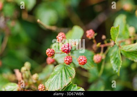 Red, unripe blackberries. Close-up. Detail. Blurred background. Stock Photo