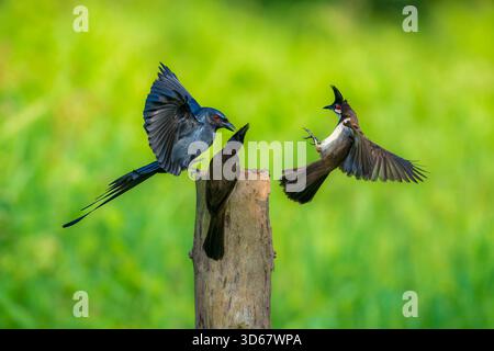 Three birds are perched on a wooden post, one of which is eating. The other two birds are watching the first bird eat. Birds fight. Stock Photo