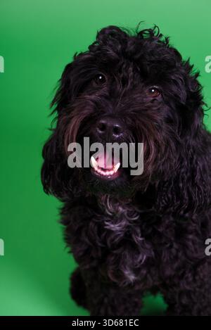 Black cockapoo with curly, long haired coat on bright green studio backdrop,close-up headshot of happy mixed breed companion animal Stock Photo