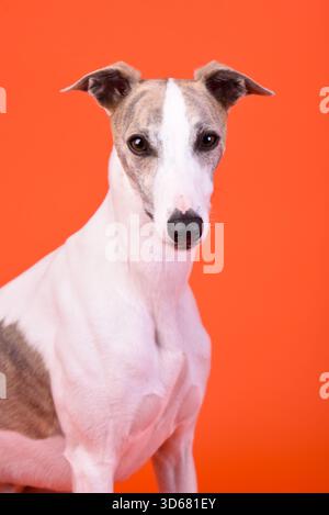 Whippet dog in close up on orange background Stock Photo