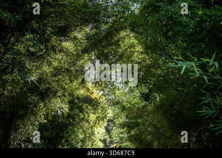 Sunlight filters softly through layers of lush bamboo leaves, creating a natural ceiling of green light and shadow. The dense foliage forms a calming Stock Photo