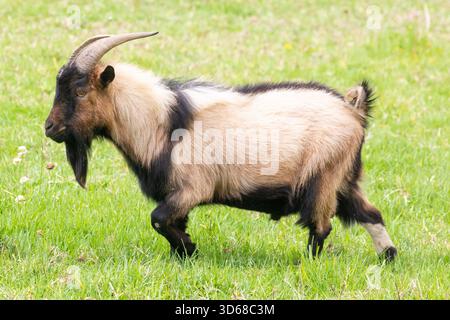 Pygmy goat, African Dwarf Goat, miniature goat ram in a lush spring pasture Stock Photo