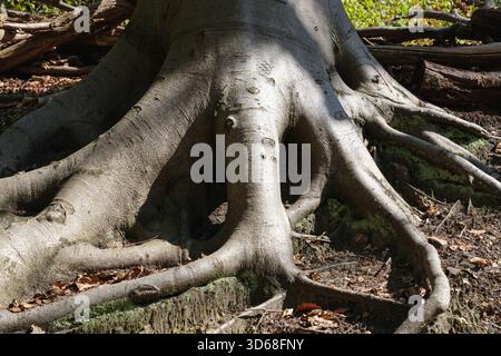 Large tree roots exposed above ground in a forest setting Stock Photo