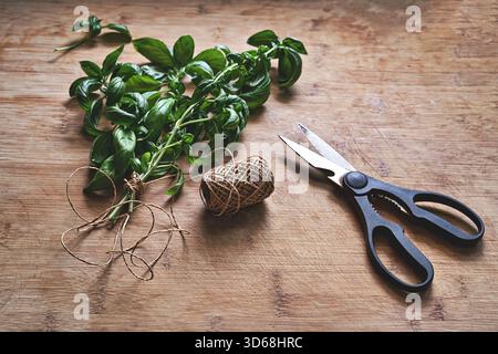 Bunch of fresh basil with roots, scissors and twine on wooden table, rustic kitchen mood Stock Photo