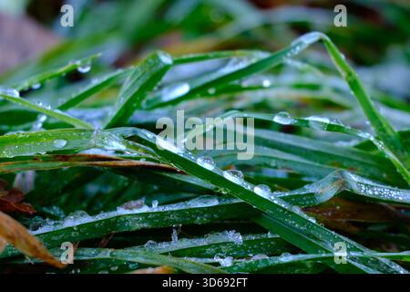 Dewdrops resting on green blades of grass in the early morning light, captured in a soft macro close-up. Stock Photo