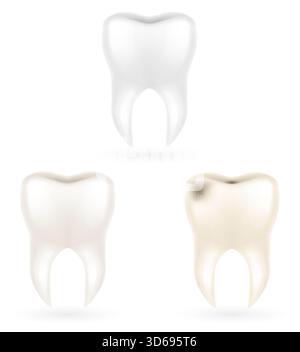 human root tooth model cartoon stock vector illustration isolated on white background Stock Vector
