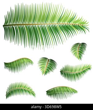 green leaves of palm tropical tree cartoon stock vector illustration isolated on white background Stock Vector