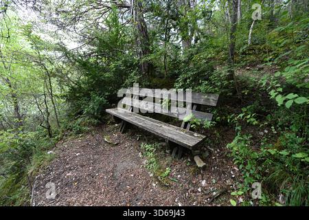 Wooden Bench, Outdoor Furniture or Rustic Seating in Forest Stock Photo