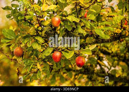 Appples on Tree in Autumn Stock Photo