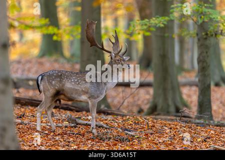 European fallow deer (Dama dama) buck / male with big antlers in forest showing autumn colours / fall colors Stock Photo