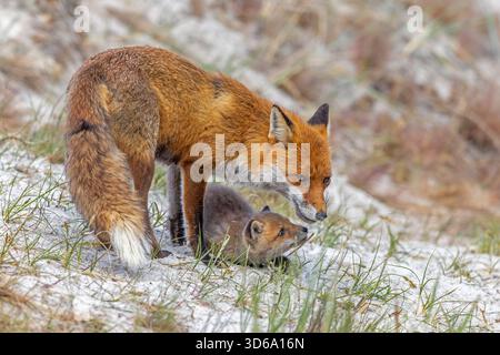 Red fox (Vulpes vulpes) female / vixen with kit / cub near den in the dunes in spring Stock Photo