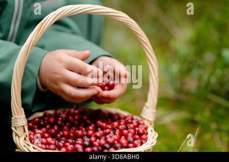 Close up toddler hands holding cranberries over basket full of berries with autumn forest background, fine motor skills and nature activity. Stock Photo