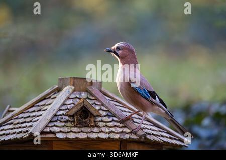 Eurasian Jay (Garrulus glandarius) sitting on rooftop of bird feeder, Bavaria, Germany Stock Photo