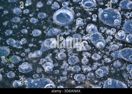 Air bubbles frozen in the ice of a beaver pond in rural Alberta Canada Stock Photo