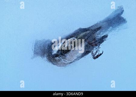 Chaffinch (Fringilla coelebs) frozen in block of ice after drowned in rain barrel, Bavaria, Germany Stock Photo