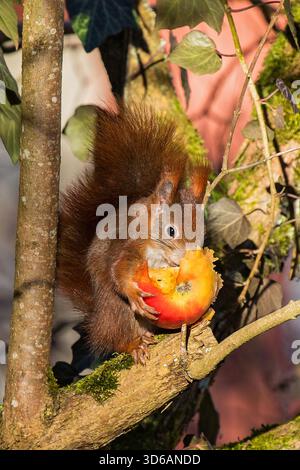 Eurasian Red Squirrel (Sciurus vulgaris) sitting in tree holding and feeding on red apple, Bavaria, Germany Stock Photo