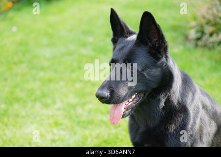 Young black German Shepherd on a green lawn Stock Photo