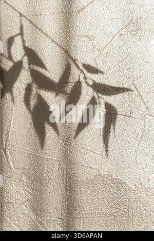 Artistic olive branch shadow on rough light wall, abstract minimal natural background. Afternoon sun creates contrast, focus on organic leaf shapes an Stock Photo
