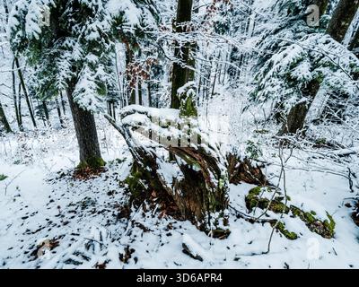 Forest first early season snow Delnice in Croatia Stock Photo