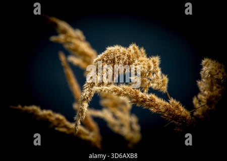 Cattail waving in the wind Stock Photo