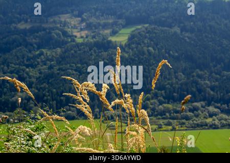 Cattail waving in the wind Stock Photo