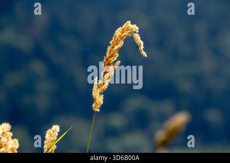 Cattail waving in the wind Stock Photo