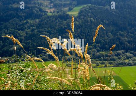 Cattail waving in the wind Stock Photo