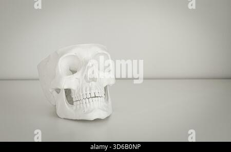 A white skull model is resting on a simple table surface in a bright, neutral room. The setting highlights the details of the skull, showcasing its st Stock Photo