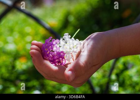 Small purple and white lantana flowers cradled in a child's open hand against a blurred green springtime garden background Stock Photo