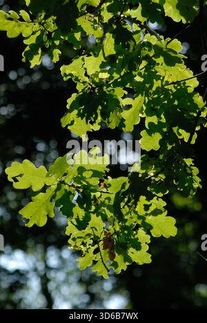 Close-up of young oak leaves illuminated by sunlight, showing detailed leaf structure against a dark background. Stock Photo