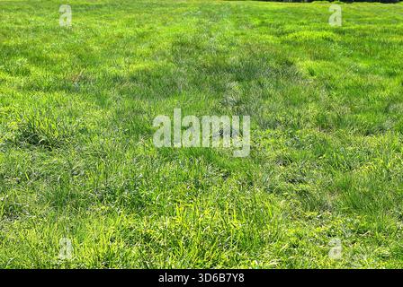 Sunny Meadow in Summer – Fresh Grass in Backlight Stock Photo