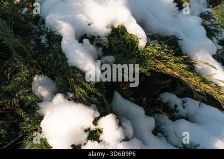 Close-up of green evergreen branches partially covered with fresh snow, illuminated by warm winter sunlight. The image captures the texture and contra Stock Photo