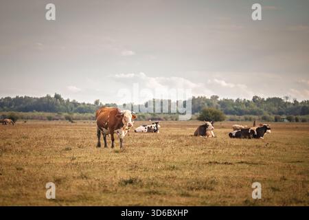 Holstein and mixed breed cows stand and lie in a flat pasture in Zasavica, Vojvodina, Serbia, with a tree line in the background, Holstein is a cow br Stock Photo