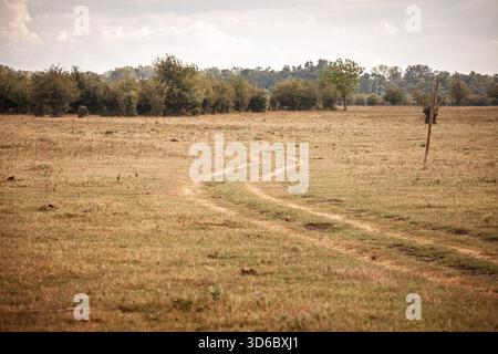 Curving dirt tracks cut through a dry pasture in Zasavica, Vojvodina, Serbia. The open grassland and distant tree line suggest a quiet agricultural la Stock Photo